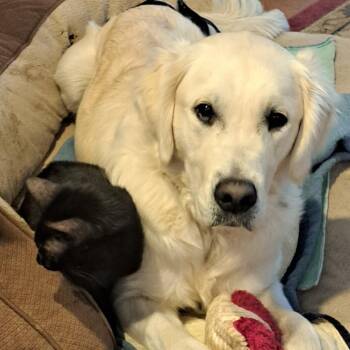Golden Retriever Dogs Available for Adoption in Sinking Spring, Pennsylvania - Campbell (Cammie) | PetCurious