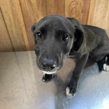 Mixed Breed Dogs Available for Adoption - Sydney | PetCurious