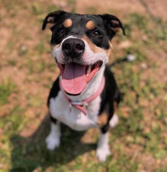 Mixed Breed Dogs Available for Adoption in Angola, Indiana - Tulip | PetCurious