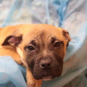 Mixed Breed Dogs Available for Adoption - Titania | PetCurious