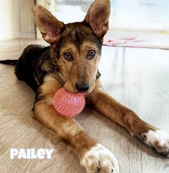 German Shepherd Dog Dogs Available for Adoption - Pailey | PetCurious