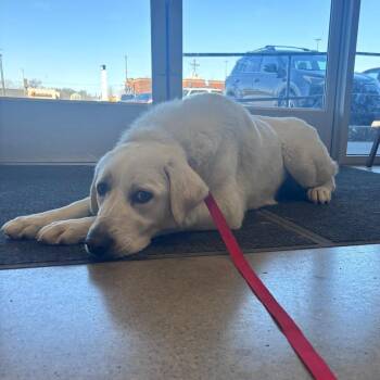 Akbash Dogs Available for Adoption - Elsie | PetCurious