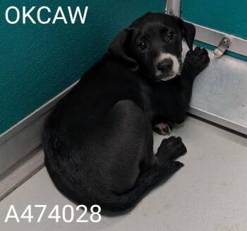 Pit Bull Terrier and Mixed Breed Dogs Available for Adoption in Oklahoma City, Oklahoma - A474028 | PetCurious