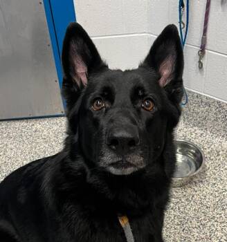 Nyx -  German Shepherd Dog Dog for Adoption in Golden, Colorado - Nyx | PetCurious