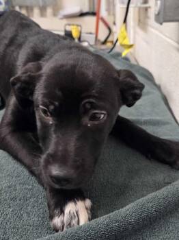 Lincoln -  Black Labrador Retriever Dog for Adoption in Fruit Heights, Utah - Lincoln | PetCurious