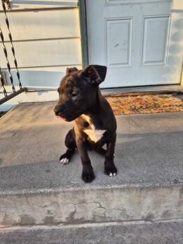 Border Collie and American Staffordshire Terrier Dogs Available for Adoption - Estrella | PetCurious