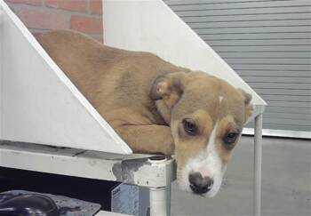 Staffordshire Bull Terrier and Mixed Breed Dogs Available for Adoption in Houston, Texas - A2070090 | PetCurious