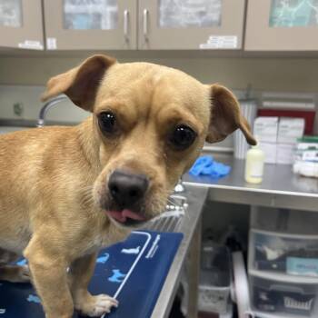 Nathan -  Mixed Breed Dog for Adoption in Galveston, Texas - Nathan | PetCurious
