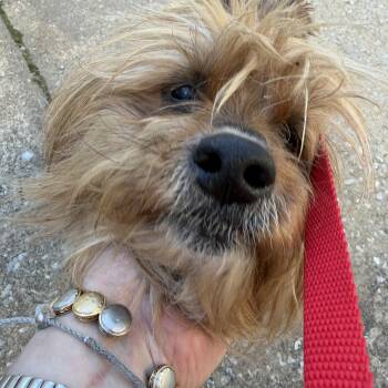 Terrier Dogs Available for Adoption - Waylon | PetCurious