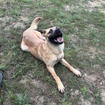 Rescue German Shepherd Dog and Yellow Labrador Retriever Dogs for Adoption in White Cloud, Michigan - Hercules | PetCurious