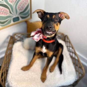 Harvey Baby So Sweet and Smart -  German Shepherd Dog and Doberman Pinscher Dog for Adoption in Friendswood, Texas - Harvey Baby So Sweet And Smart | PetCurious