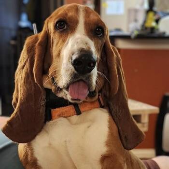 Basset Hound Dogs Available for Adoption in Pilot Point, Texas - Winston | PetCurious