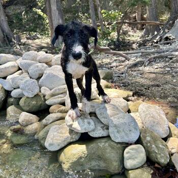 Argo -  Standard Poodle and Wirehaired Terrier Dog for Adoption in Bandera, Texas - Argo | PetCurious