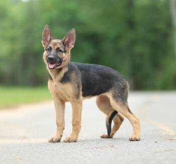 Rogue (13 weeks) -  German Shepherd Dog Dog for Adoption in Lucedale, Mississippi - Rogue (13 Weeks) | PetCurious