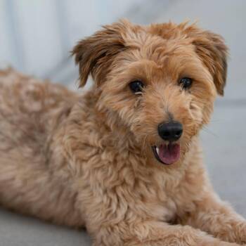 Cortado (MR26-127) -  Miniature Poodle and Mixed Breed Dog for Adoption in Peyton, Colorado - Cortado (MR26-127) | PetCurious