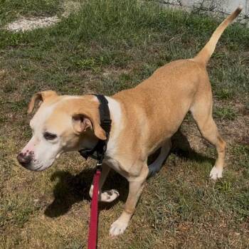 Pops -  Yellow Labrador Retriever and Mixed Breed Dog for Adoption in Pittsburg, Kansas - Pops | PetCurious