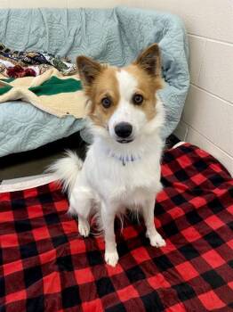 FRANNIE -  American Eskimo Dog and Border Collie Dog for Adoption in Fort Wayne, Indiana - FRANNIE | PetCurious