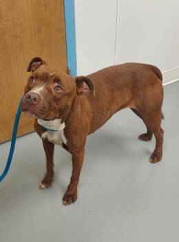 Doja -  Pit Bull Terrier Dog Available for Adoption in Hartsville, South Carolina - Doja | PetCurious
