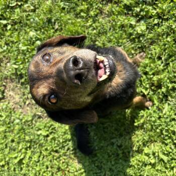 Victor -  Beagle Dog for Adoption in Circleville, Ohio - Victor | PetCurious