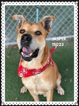 Rescue Hound Dogs for Adoption in Marietta, Georgia - JASPER | PetCurious