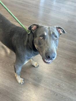 Mixed Breed Dogs Available for Adoption in Palmetto, Florida - A135705 | PetCurious