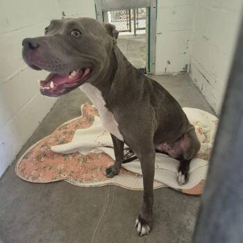 Onyx -  Mixed Breed Dog for Adoption in Lake Panasoffkee, Florida - Onyx | PetCurious
