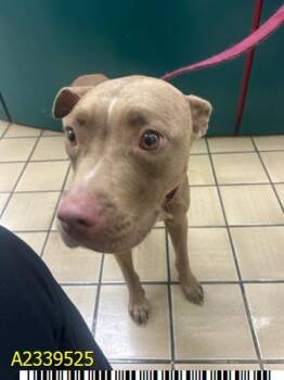 JACEY -  Mixed Breed Dog for Adoption in West Palm Beach, Florida - JACEY | PetCurious
