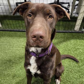 Rescue Labrador Retriever and Great Dane Dogs for Adoption in Racine, Wisconsin - Trina Rose | PetCurious