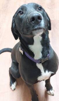 Blaklee -  Labrador Retriever Dog for Adoption in Boston, Massachusetts - Blaklee | PetCurious