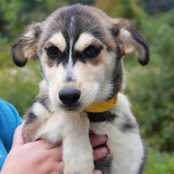 CT Ziti -  Shepherd and Husky Dog for Adoption in Stormville, New York - CT Ziti | PetCurious