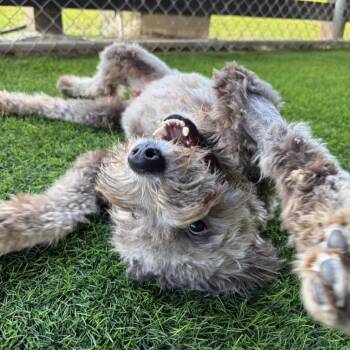 Parton -  Mixed Breed Dog for Adoption in New York, New York - Parton | PetCurious