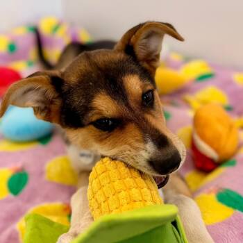 Shepherd and Mixed Breed Dogs Available for Adoption in Green Bay, Wisconsin - Baxter | PetCurious