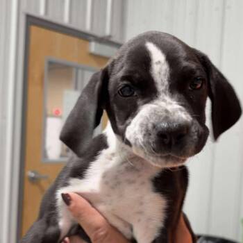 Rescue Terrier Dogs for Adoption in Valparaiso, Indiana - Barbie | PetCurious