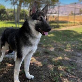 Rescue German Shepherd Dog and Siberian Husky Dogs for Adoption in San Jacinto, California - Davey | PetCurious