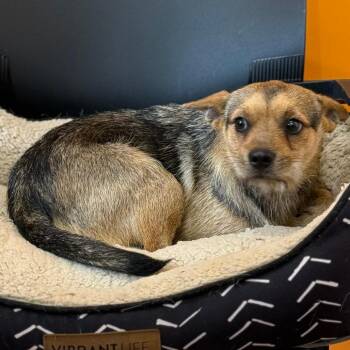 Chihuahua and Terrier Dogs Available for Adoption in San Saba, Texas - Dubie | PetCurious