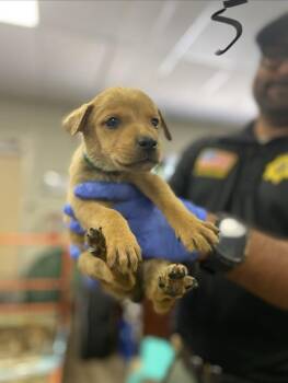 Shepherd Dogs Available for Adoption in Victorville, California - Lucille | PetCurious