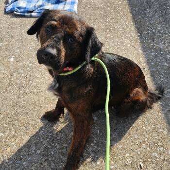 Rescue Australian Shepherd and Mixed Breed Dogs for Adoption in Goltry, Oklahoma - Gypsy | PetCurious