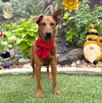 Cowboy -  German Shepherd Dog and Terrier Dog for Adoption in Fairfield, Connecticut - Cowboy | PetCurious