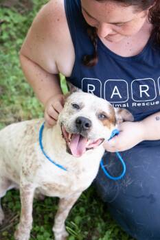 Guppy -  Australian Cattle Dog Blue Heeler and American Staffordshire Terrier Dog for Adoption in Franklin, Tennessee - Guppy | PetCurious