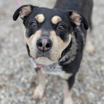 Mixed Breed Dogs Available for Adoption - Dema | PetCurious