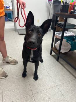 Rescue Shepherd Dogs for Adoption in Sorrento, Louisiana - Chappell | PetCurious