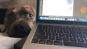 Rescue Mixed Breed Dogs for Adoption in Atlanta, Georgia - Snickers | PetCurious