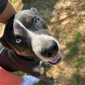 Jinx -  Husky and Pit Bull Terrier Dog for Adoption in Vine Grove, Kentucky - Jinx | PetCurious