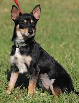 Chihuahua Dogs Available for Adoption in North Fort Myers, Florida - Keno | PetCurious