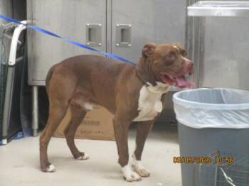 King(21) -  Pit Bull Terrier Dog for Adoption in Marietta, Georgia - King(21) | PetCurious