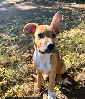 Rescue Mixed Breed Dogs for Adoption in Shorewood, Illinois - Harlequin | PetCurious