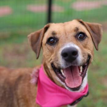 BECKY -  Labrador Retriever Dog for Adoption in San Antonio, Texas - BECKY | PetCurious