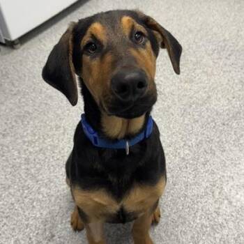 Rescue Shepherd Dogs for Adoption in Orland Hills, Illinois - Atlas | PetCurious