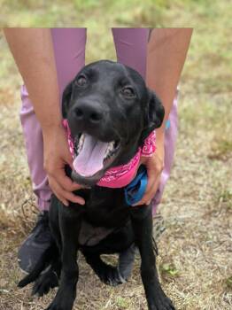 Rescue Black Labrador Retriever Dogs for Adoption - Maya | PetCurious