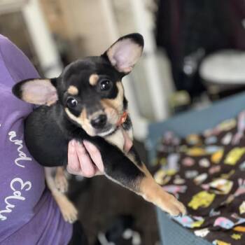 Chihuahua Dogs Available for Adoption - Verdict D10994 *Arriving 5/1 | PetCurious